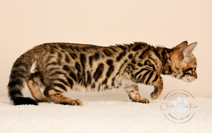 Bengal kitten for sale